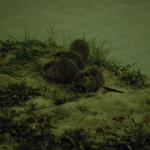 Nutria-Familie _29199