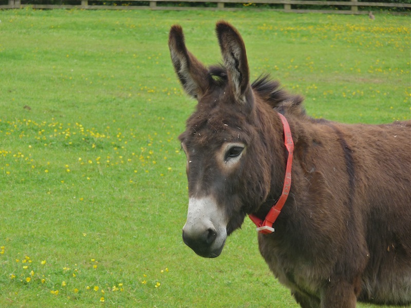 auf der "Donkey-Farm" _593