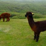 Alpacas ?  _621