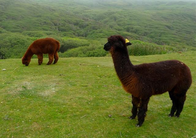 Alpacas ?  _621