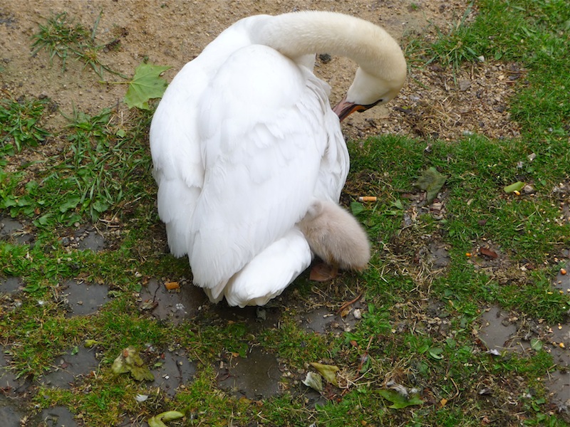 Mutter-Schwan u. Baby-Schwan  _858