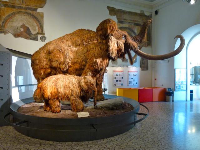 Mammut mit Kind  _P1010651